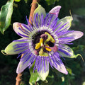 2 Blue Passion Flower Live Plants, Passiflora Vine to Grow 5-7" Tall by AVERAR
