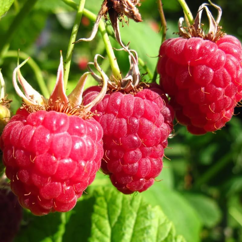 2 Red Raspberry Live Plants, Home Garden Berry Bush, 5-10 Inch Tall - Image 2