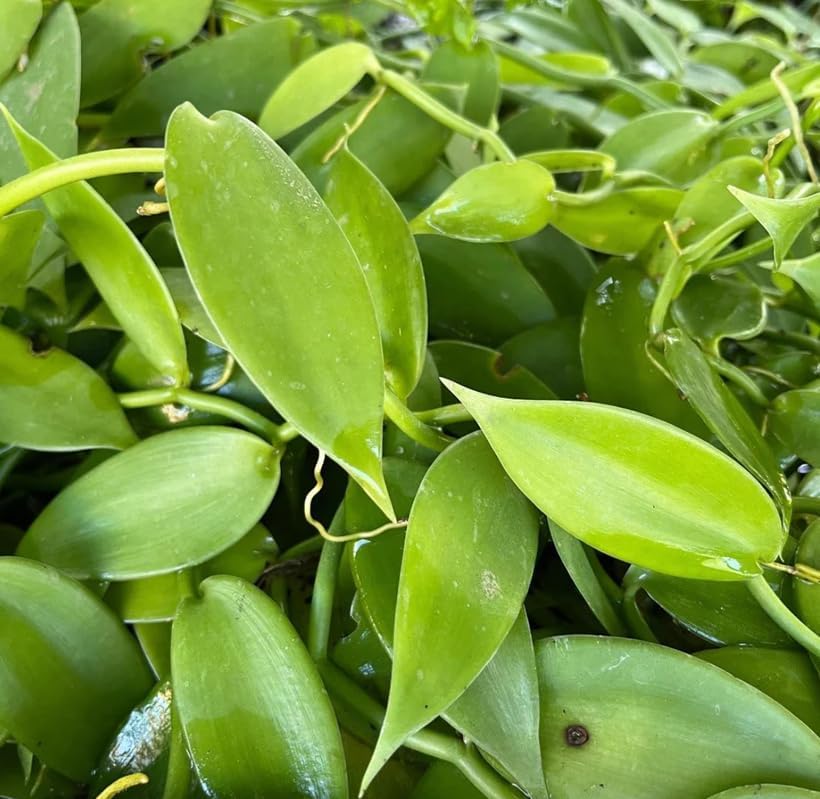 Live Vanilla Orchid Vine Climbing Vanilla Bean Orchids Flowers Plant Fragrant Flower Perennial Vine 4 to 6 Inch Tall - Image 4