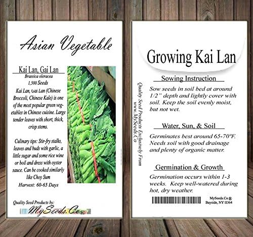 Big Pack - (1,500) Chinese Broccoli, Kailan GAI LAN Seeds - Used in Cantonese Cuisine - Non-GMO Seeds by MySeeds.Co (Big Pack - Kai LAN) - Image 5