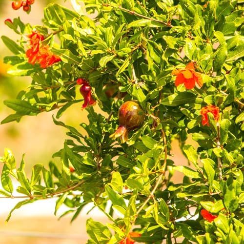 Pomegranate Salavatski Live for Sale (4 Pack) | Easy to Grow Plants | Edible Fruit Plant for Sustainable Living | Grow Your own Food on Your Edible Organic Garden| Live for Planting| 2 inch Pot - Image 7