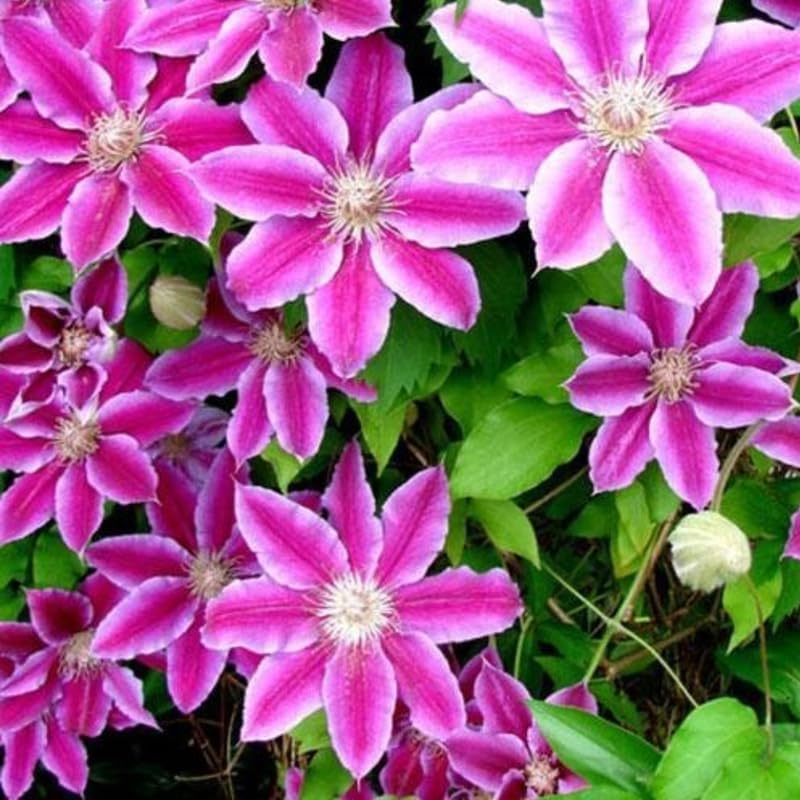 Pink Clematis Live Plant, 2.5" Pot, Fragrant Flowering Vine - Image 3