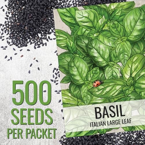 Seed Needs Italian Basil Seeds to Plant an Herb Garden - 1 Pack - Image 3