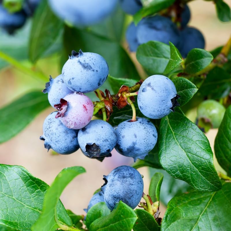 Misty Blueberry Plant Live, Garden Bush, 5-12 Inch Tall - Image 5