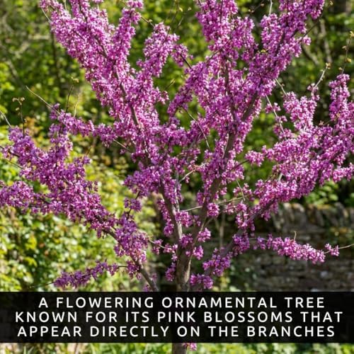 30 Judas Tree Seeds | Flowering Tree Seeds for Planting - Image 2