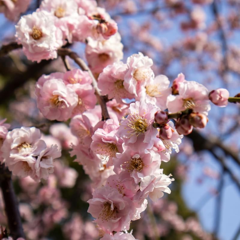 Akebono Cherry Tree Live Plant - Image 4