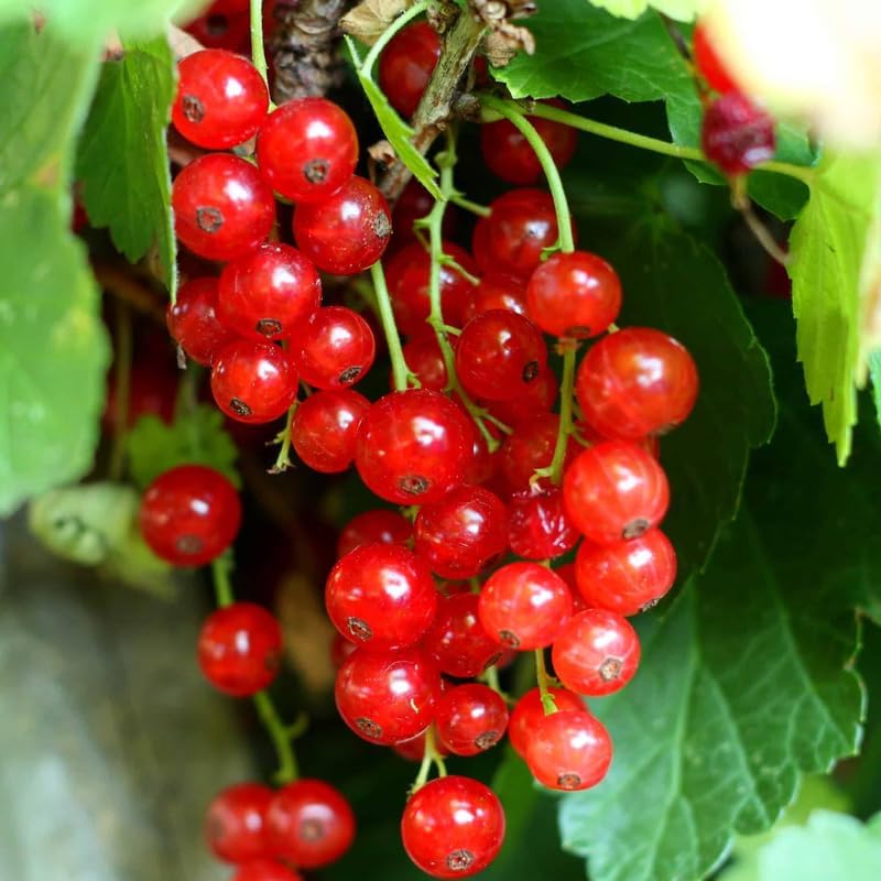 Red Currant Bush Live Plant, Cold Hardy Berry Fruit Tree, 5-9 Inch Tall - Image 6
