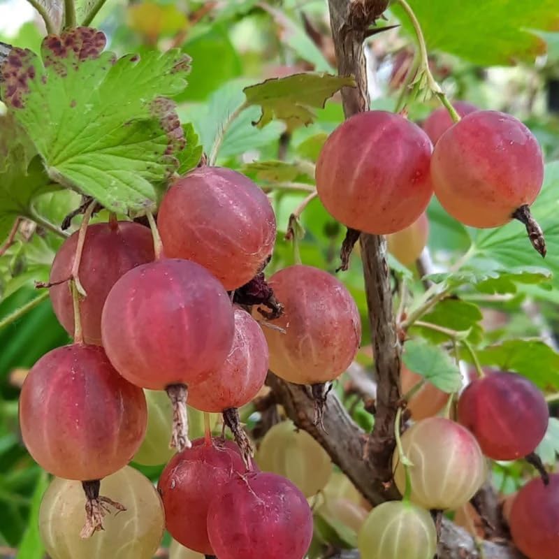 Gooseberry Bush Live Plant, Cold Hardy Berry Tree, 5-10 Inch Tall - Image 6