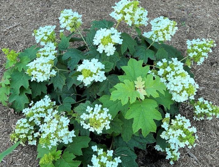 Pee Wee Dwarf Oakleaf Hydrangea - Live Plant - (1 PT) by New+Life+Nursery+%26+Garden