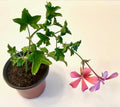 Set of 2 Live Ivy Geranium -Pelargonium Peltatum, Climbing Ivy Leaves with Pink Flowers, 2 Fully Rooted Plants 6-12" Long, Options of Single-Layer or Multi-Layer Petals by Unknown