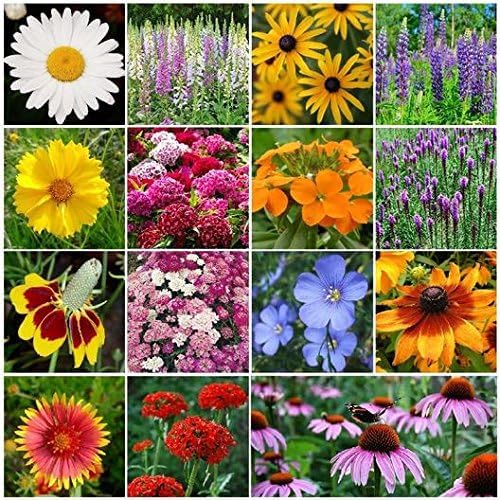 Dirt Goddess Super Seeds~ All Perennial Wildflower Seed Mix (1 LB) 375,000 Seeds - Image 2