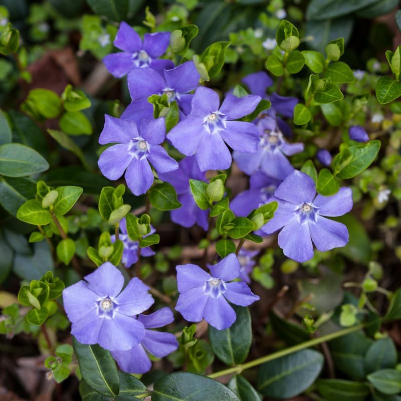 Set 12 Vinca Periwinkle Live Vines, Hardy Perennial Flower Plant - Image 2