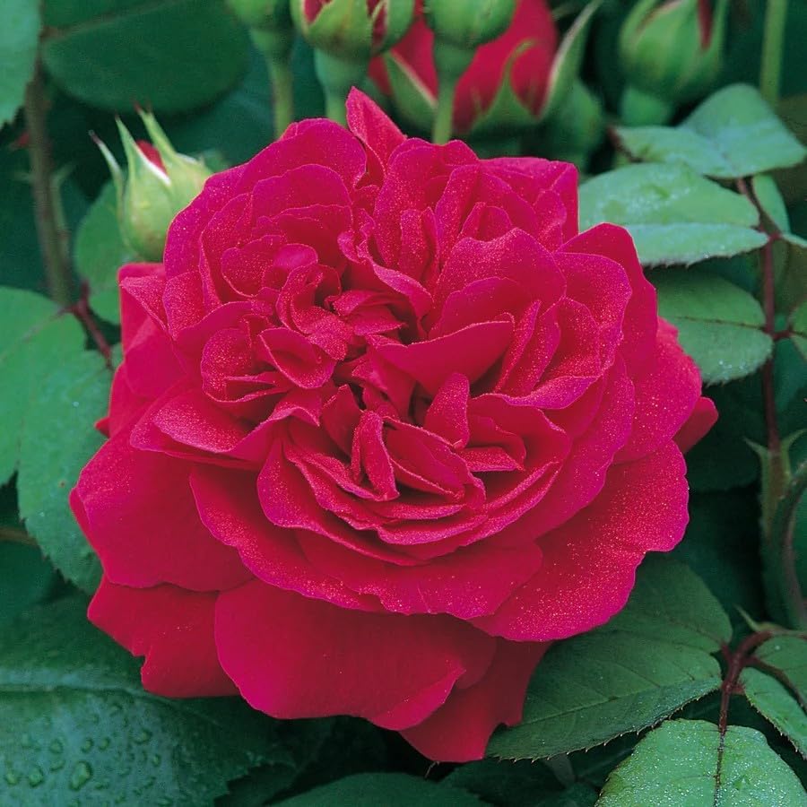 200+ Red Climbing Rose Seeds for Planting - Fragrant Perennial Flowering Plant Seeds for Home Garden, Trellis, and Fence Decor - Non-GMO Heirloom Floral Seeds for Indoor and Outdoor Landscaping - Image 2