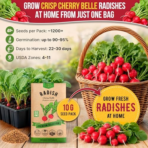 Cherry Belle Radish Seeds Pack 10 G - Over 1200 Non-GMO Heirloom Radish Seeds for Planting Vegetables in Individual Seed Packet, Vegetable Seeds for Planting Home Garden Indoor & Outdoor Gardening - Image 4