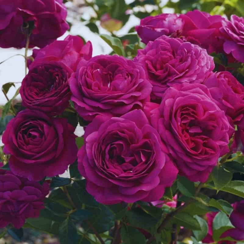 Climbing Rose Plant Live, Reblooming Rose Bush - Image 6