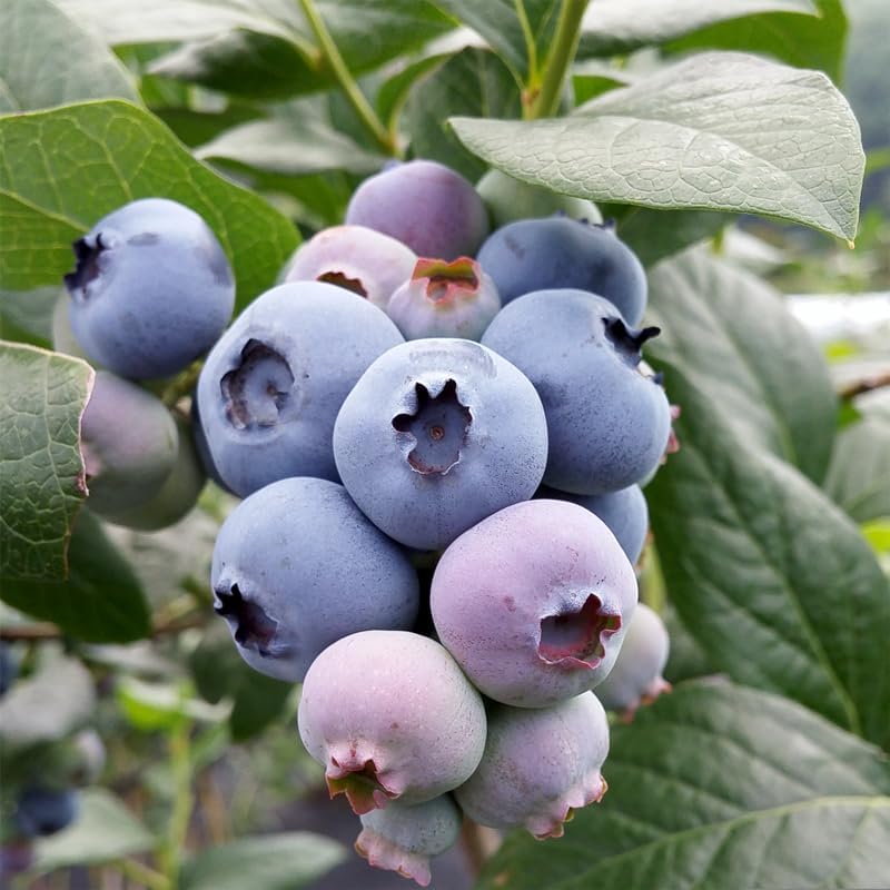 Live Legacy Blueberry Plants (4 Pack) – Northern Highbush Blueberry Bushes for Planting, Vigorous Growth, Late-Season Harvest, Suitable for Various Climates - Image 2