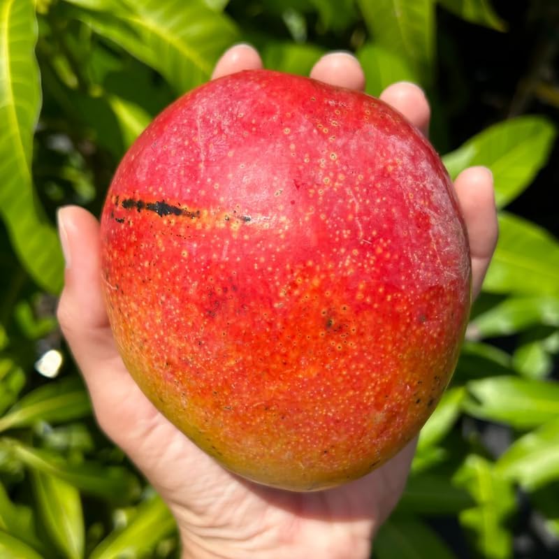 Dwarf Mango Tree Live Plant, Tropical Fruit, 3 Gallon Pot - Image 3