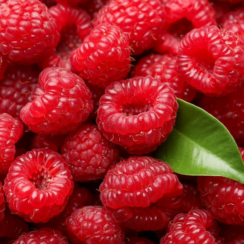 2 Red Raspberry Live Plants, 5-9 Inch Tall Berry Bushes - Image 2
