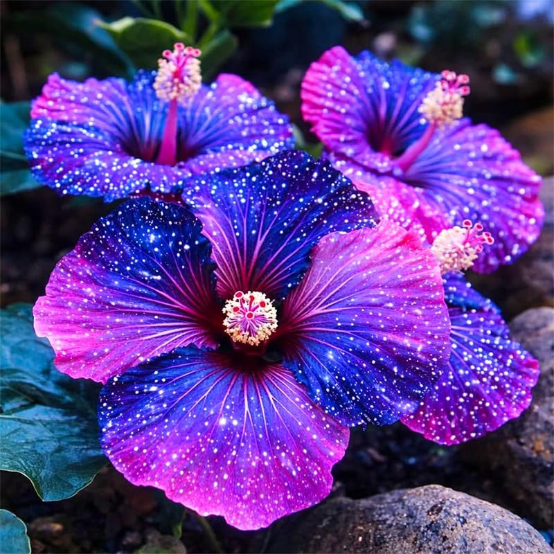 25Pcs Exotic Hibiscus Seeds for Planting - Attracts Butterflies & Hummingbirds, Heat-Loving Perennial Shrub - Image 4