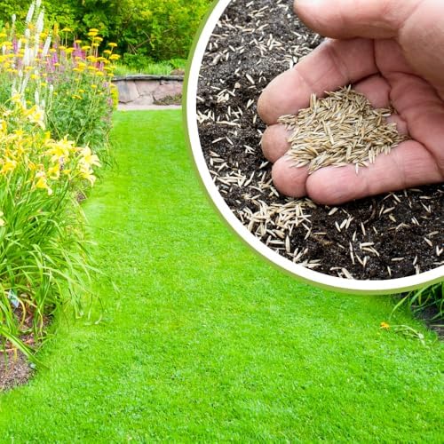10000 Zoysia Grass Seeds for Lawn, Emerald Zoysia Grass Seed - Image 5
