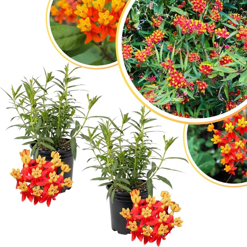 2 Red Milkweed Plants Live for Spring Planting, Butterfly Mikweed 4-8" in Tall, Asclepias Tuberosa Plants Bush for Perennial Flowers Outdoor Growing - Image 3