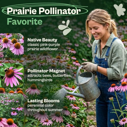 SVI 350 Purple Coneflower Seeds (Echinacea purpurea) – Purple Echinacea Herb Cone Flowers Seed Packets – Attracts Pollinators, Perennial Flower Seeds for Flower Garden & Outdoor Garden Bed - Image 3