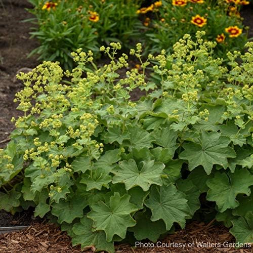Perennial Farm Marketplace Alchemilla mollis (Lady's Mantle) Groundcover, 1 Quart, Light Green Foliage (Pack of 6) - Image 3