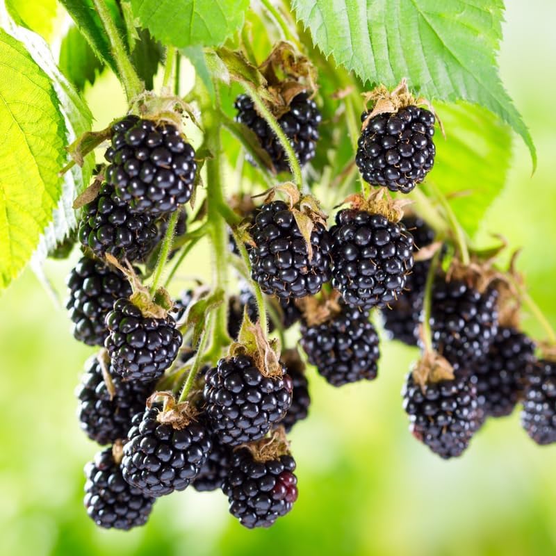 2 Navaho BlackBerry Plants Live, Backyard Berry Plant, 4-6 Inch Tall - Image 3