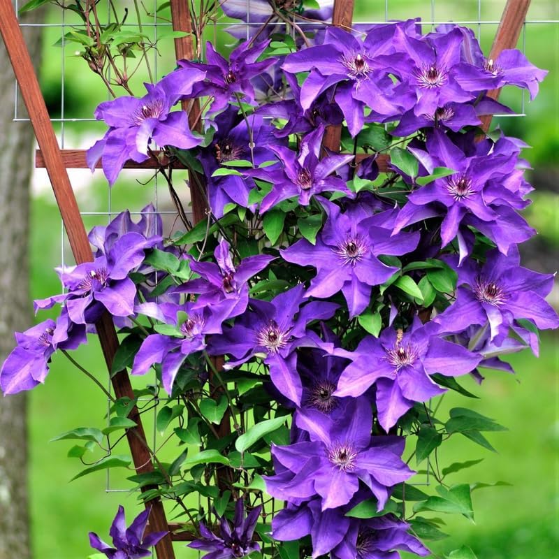 Purple Clematis Live Plant, 2.5" Pot, Fragrant Flowering Vine by HILROQG