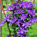 Purple Clematis Live Plant, 2.5" Pot, Fragrant Flowering Vine by HILROQG