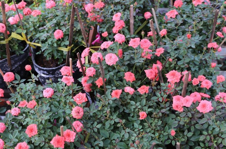 Miniature Roses Live Plants Mini Roses Bush Fragrant Flowers Shrub 4 Inch Pot (Pink Rose Flowers) - Image 6