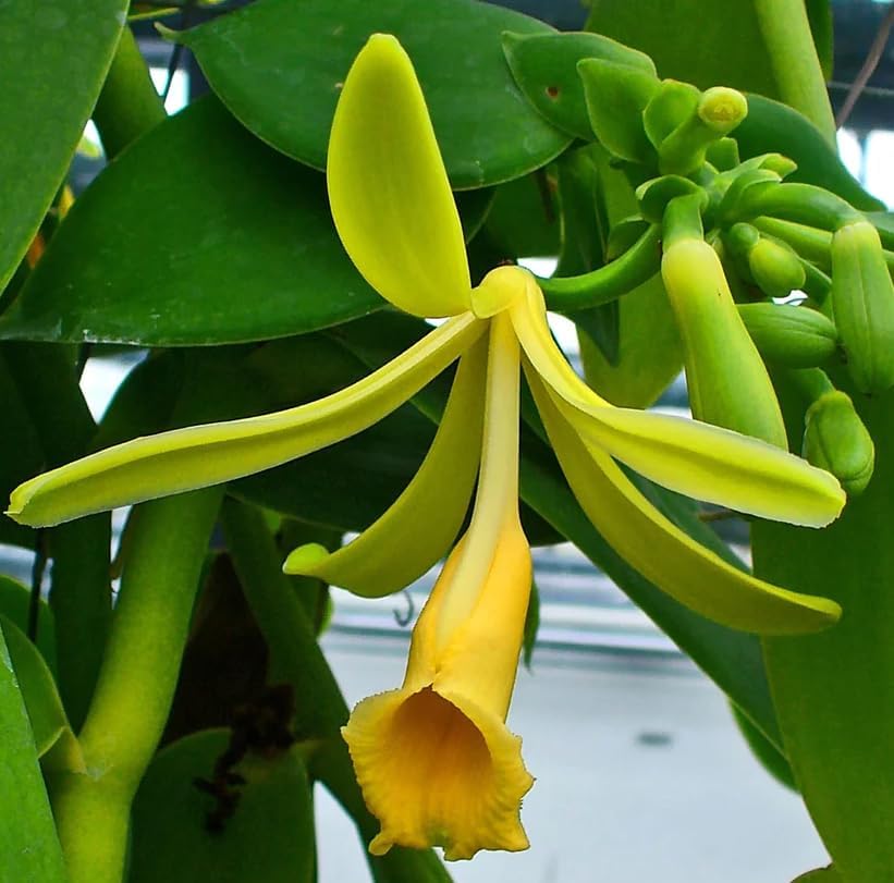 Live Vanilla Orchid Vine Climbing Vanilla Bean Orchids Flowers Plant Fragrant Flower Perennial Vine 4 to 6 Inch Tall - Image 5