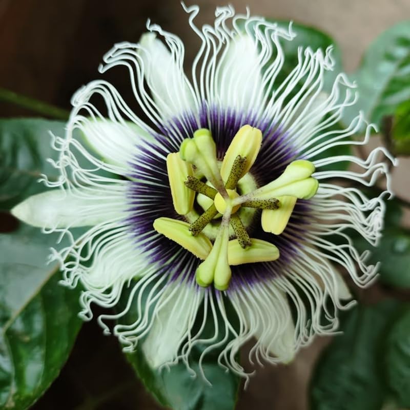 2 White Purple Passiflora Plants, Colorful Passion Flower Vines, 4-7'' Tall - Image 6