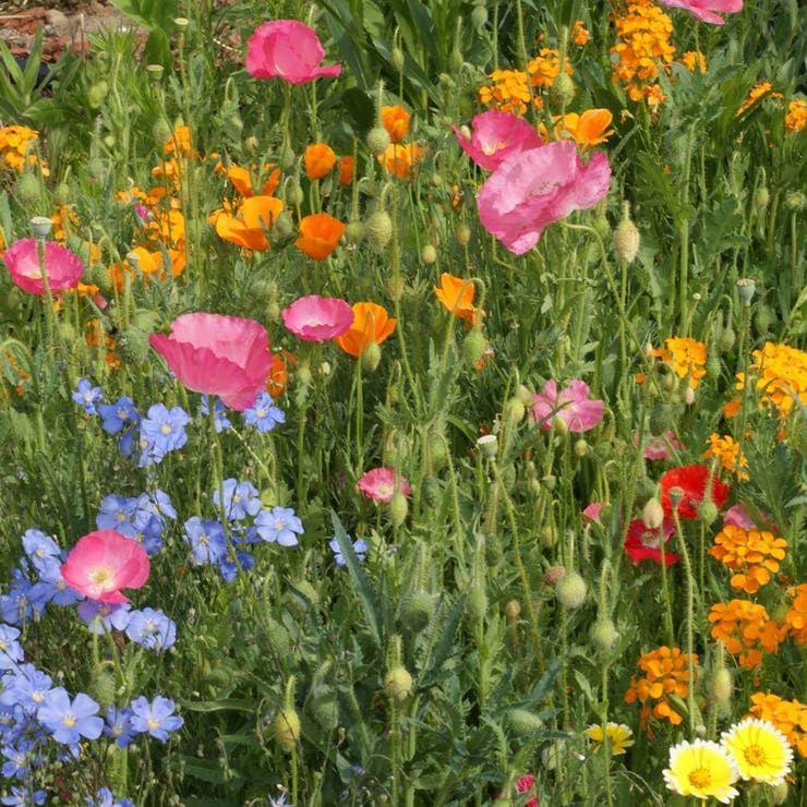 Park Seed Dry Places Seed Mix - Pack of 1/4 oz, Ideal for Xeriscapes, Drought-Tolerant Annuals and Perennials, Perfect for Low-Water Landscaping in the West, Midwest, Southwest, and Texas - Image 2