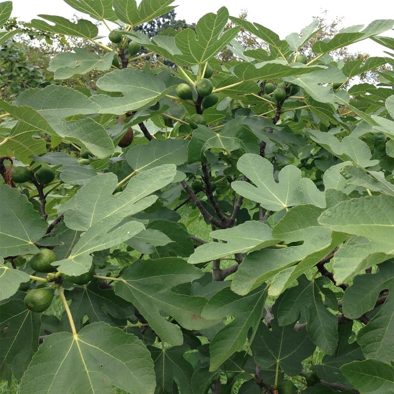 Violette de Bordeaux Fig Trees Live Plants – Set of 4 Starter Fig Plants – Compact, High-Yielding Variety with Rich, Sweet Fruit – Ideal for Containers and Small Gardens – Cold Hardy and Easy to Grow - Image 4
