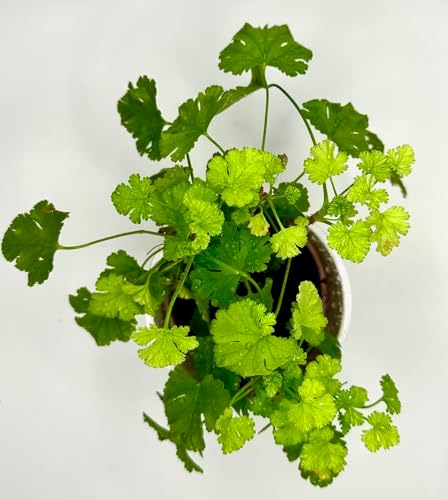 Live Scented Geranium Tutti Fruity Nutmeg Scented Geranium Plant Perannual Dwarf Ground Climbing with Cute Pinky White Flowers Live Rooted in a 3.5 Inches Pot - Image 4