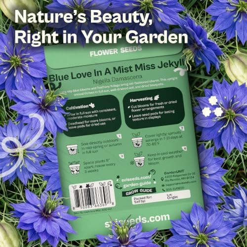 SVI 500 Blue Miss Jekyll Love-in-a-Mist Heirloom Seeds Nigella damascena - Image 2