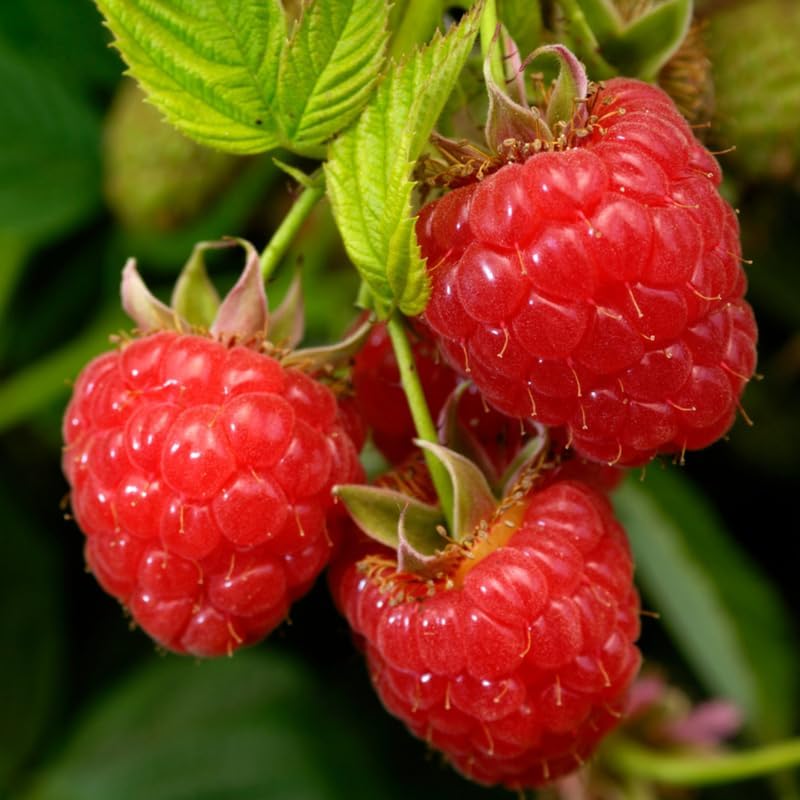 2 Red Raspberry Live Plants, Home Garden Berry Bush, 5-10 Inch Tall - Image 6