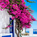 3 Pink Magenta Bougainvillea Plants Live, Tropical Climbing Vine, 4-8" Tall by Unknown