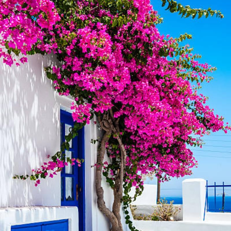3 Pink Magenta Bougainvillea Plants Live, Tropical Climbing Vine, 4-8" Tall by Unknown