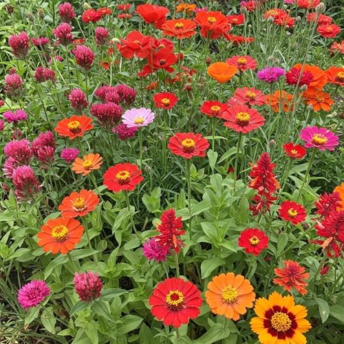 Ferry-Morse Red Bulk Wildflower Seeds, 440,000+, 1 lb by FerryMorse