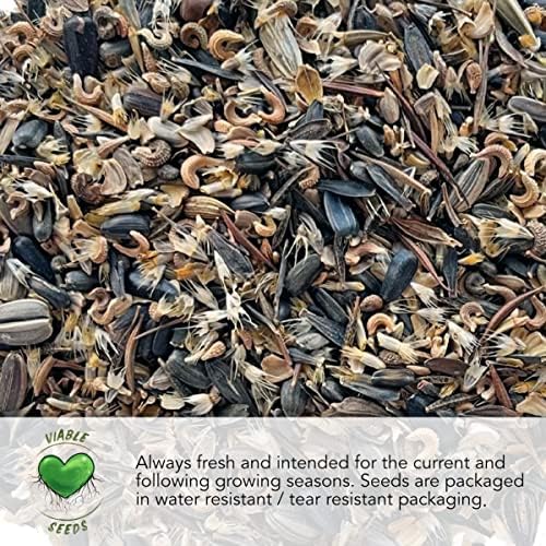 Seed Needs Peach Melba Nasturtium Seeds to Plant Edible Flowers 1 Pack - Image 5