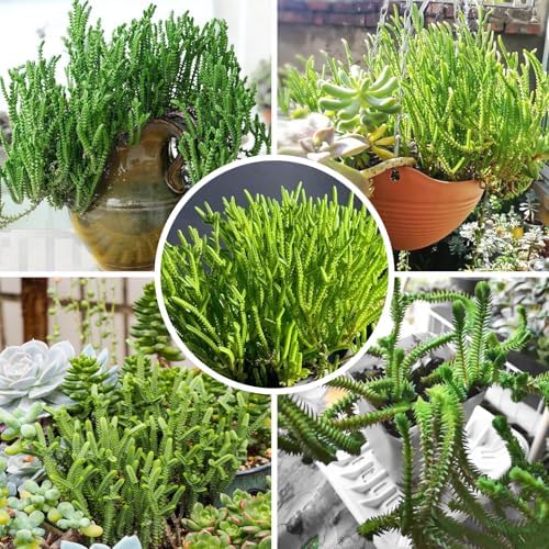 Sprout N Green Watch Chain, Live Crassula muscosa Succulent Plant Fully Rooted in 4" Pot, Home Office Indoor Outdoor Wedding Decoration DIY Projects Party Favor, Easy to Care, Keep Away from Pets - Image 2