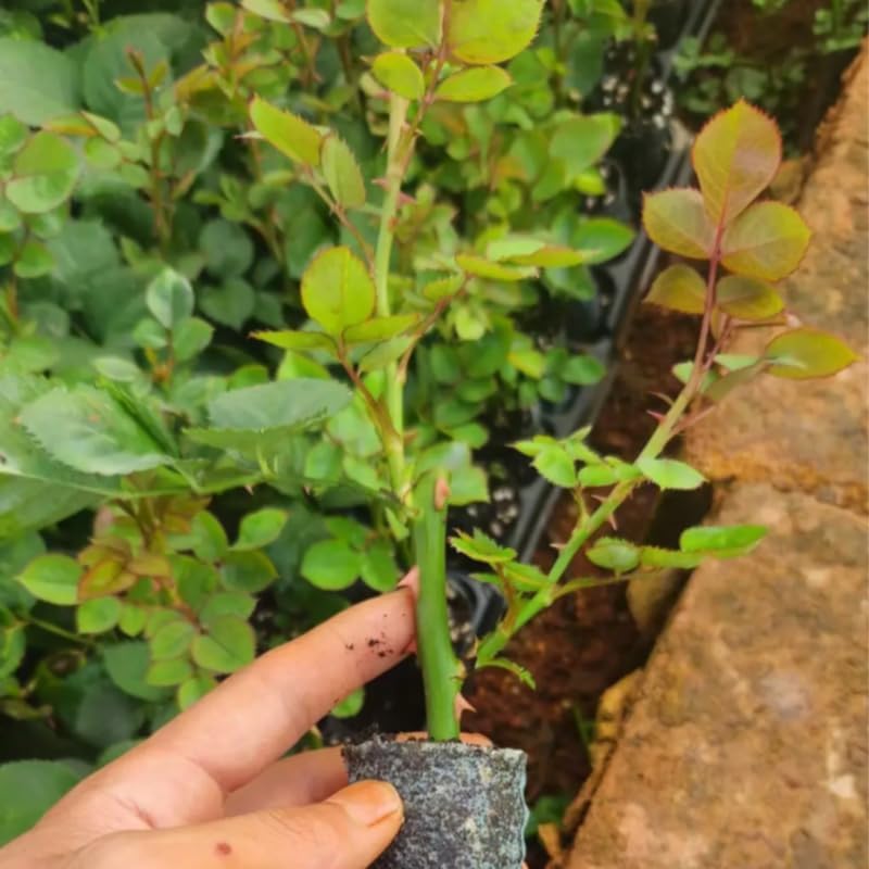Climbing Rose Plant Live, Multi-Colors Rose Plant, 5-9 Inch Tall - Image 4