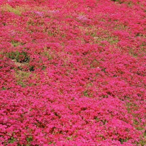 Red Creeping Phlox Plant, 2-3" Flower Phlox Starter Plants - Image 5