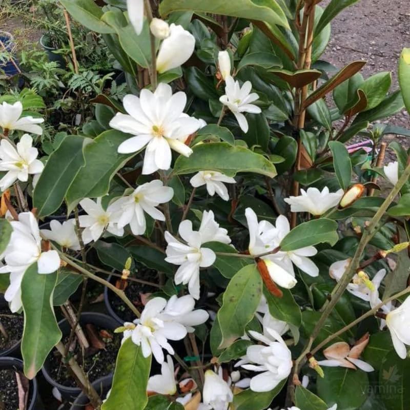 White Magnolia Flower Tree, Hardy Ornamental Flowering Plant, Gallon Pot - Image 6