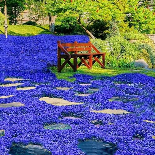 30000+ Creeping Thyme Seeds for Planting Perennial Thyme Seed Heirloom Flowers Non-GMO Ground Cover Plants for Garden Outdoor - Image 5