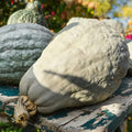 Park Seed Hubbard Blue Organic Winter Squash Seeds – Heirloom Variety with Pale Blue Rind, Large 15–30 lbs, Rich Semisweet Nutty Flesh, Ideal for Roasting & Baking, Seed-Saving Friendly, Pack of 20 by ParkSeed
