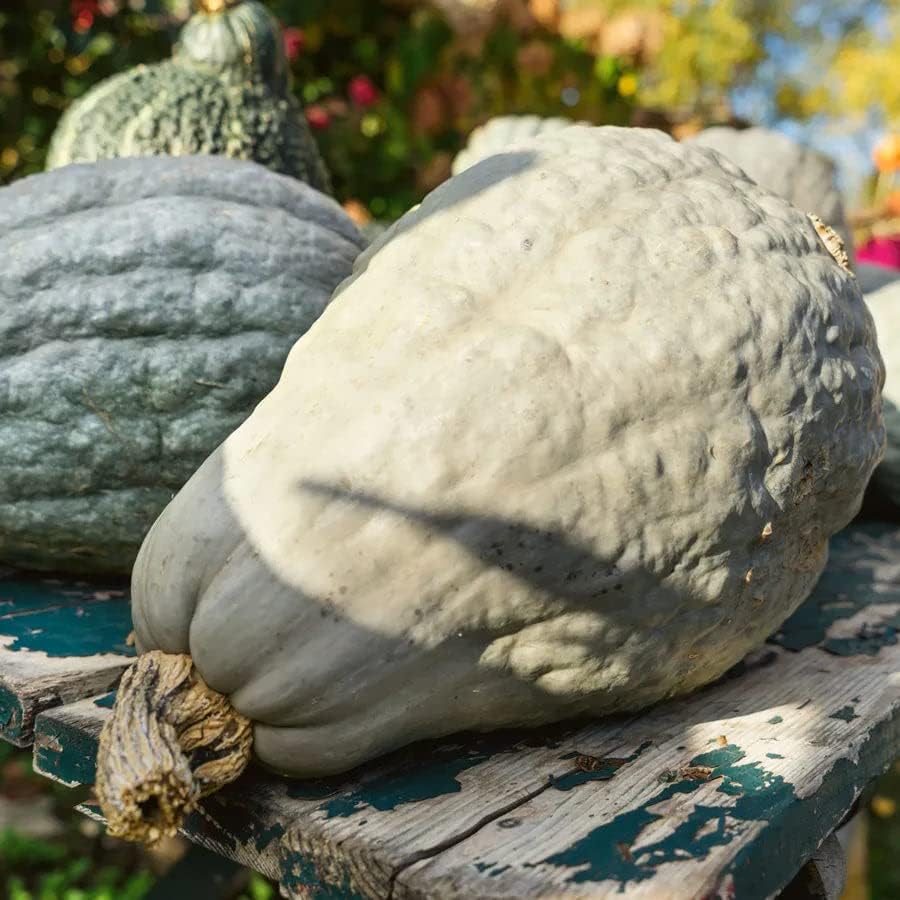 Park Seed Hubbard Blue Organic Winter Squash Seeds – Heirloom Variety with Pale Blue Rind, Large 15–30 lbs, Rich Semisweet Nutty Flesh, Ideal for Roasting & Baking, Seed-Saving Friendly, Pack of 20 by ParkSeed