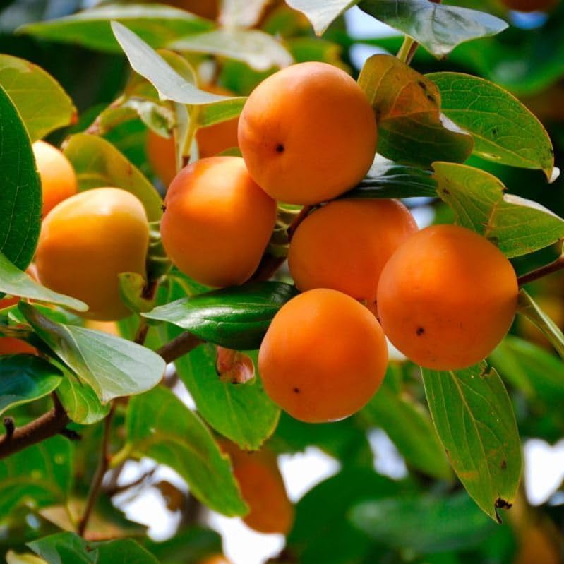 2 American Persimmon Trees - 6-15" Tall Live Plants - Quart Pots - Image 4